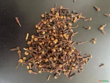 Cravo da Índia Imagem Cravo da Índia