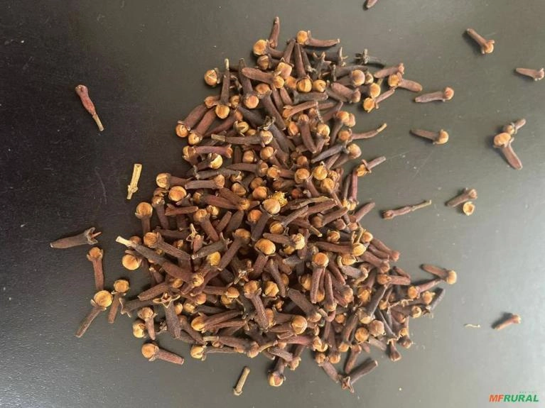 Cravo da Índia Imagem Cravo da Índia