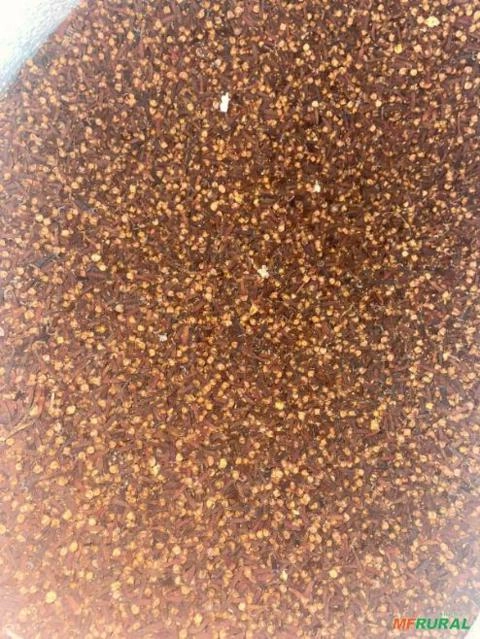 Imagem Cravo da Índia Imagem Cravo da Índia