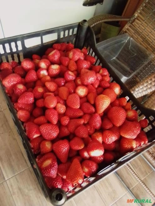 Morango Congelado Imagem Morango Congelado