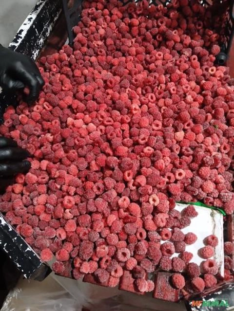 Framboesa congelada Imagem Framboesa congelada