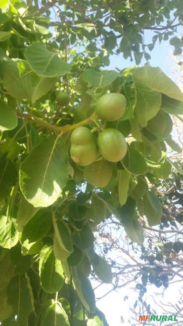 Pequi médio Descascado Imagem Pequi médio Descascado