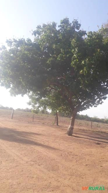 Imagem Pequi médio Descascado Imagem Pequi médio Descascado