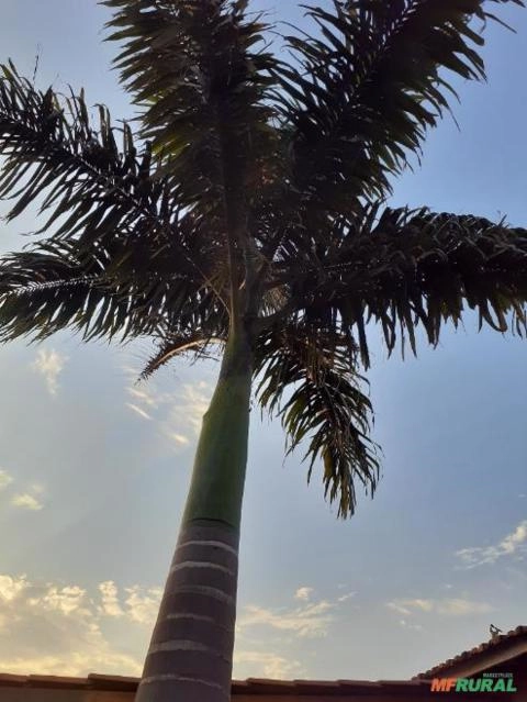 Palmeira imperal Imagem Palmeira imperal