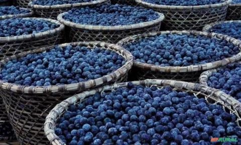 Açaí do Pará Puro. Imagem Açaí do Pará Puro.