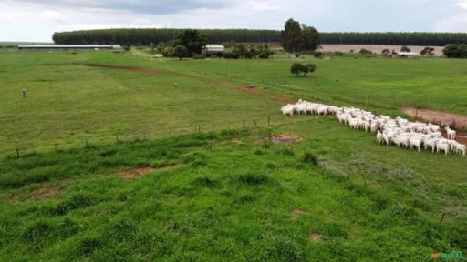 Fazenda para Pecuária e Suinocultura em MS