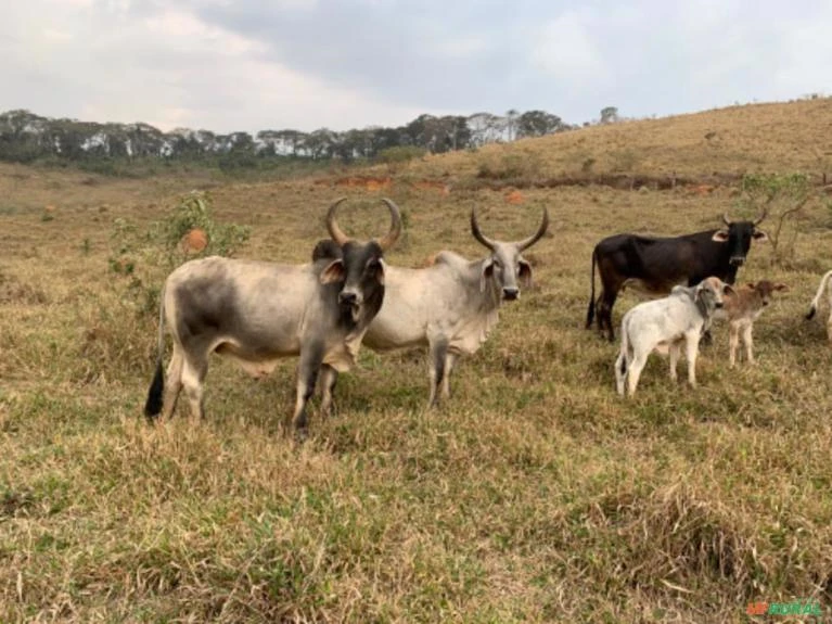 Fazenda em Rio das Flores-RJ