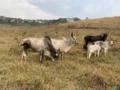 Fazenda em Rio das Flores-RJ