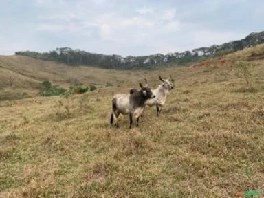 Fazenda em Rio das Flores-RJ