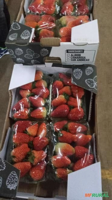 Procuro fornecedores de verduras, legumes e frutas para o ceasa Campinas Imagem Procuro fornecedores de verduras, legumes e frutas para o ceasa Campinas