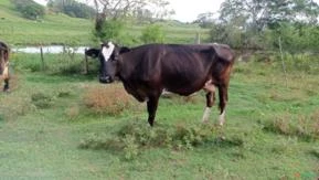 Vacas e novilhas