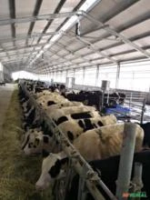 Ventilador de Teto Industrial Big Blow Fans - Gado de leite/Compost Barn/Free stall