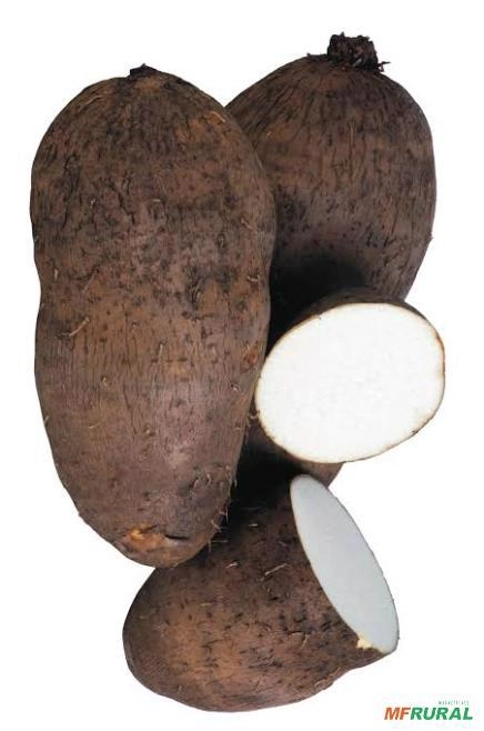 Semente de cará São Tomé Pernambuco Imagem Semente de cará São Tomé Pernambuco