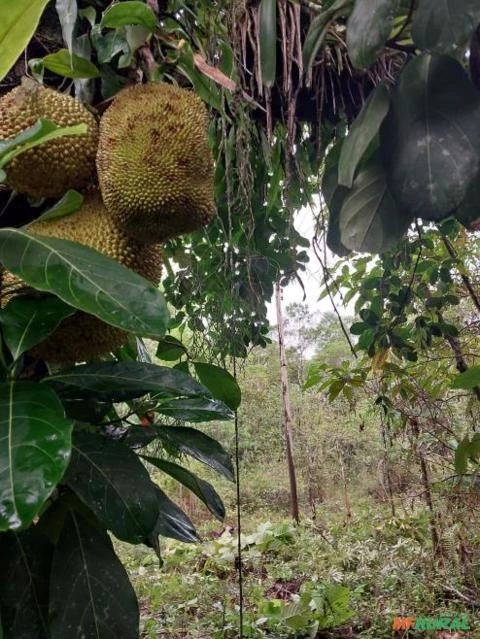 Terreno em sete barras