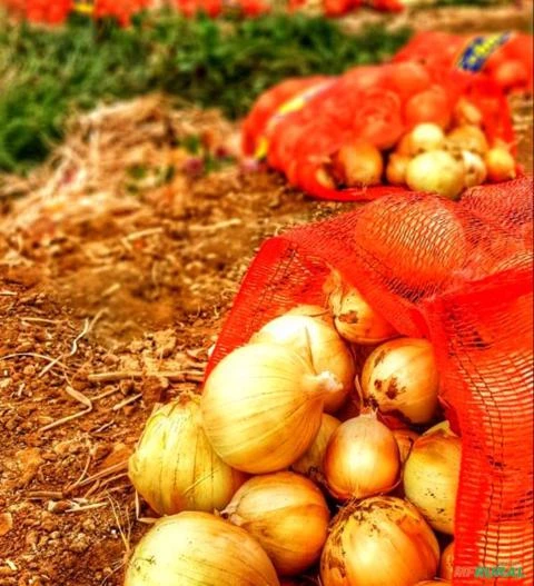 Sacos para cebola ATENDEMOS TODO BRASIL