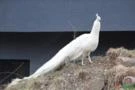 Ave pavão branco macho adulto