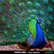 Aves pavão azul casal adulto