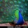 Aves pavão azul casal adulto