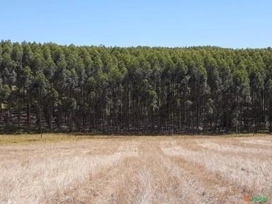 Vendo Floresta de Eucalipto Imagem Vendo Floresta de Eucalipto