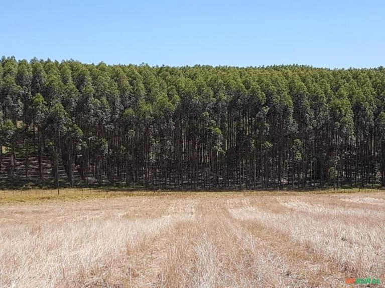Vendo Floresta de Eucalipto Imagem Vendo Floresta de Eucalipto