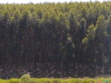 Imagem Vendo Floresta de Eucalipto Imagem Vendo Floresta de Eucalipto