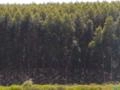 Vendo Floresta de Eucalipto Imagem Vendo Floresta de Eucalipto