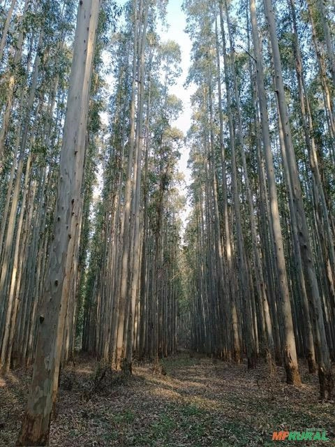 Imagem Vendo Floresta de Eucalipto Imagem Vendo Floresta de Eucalipto