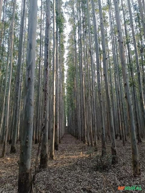 Imagem Vendo Floresta de Eucalipto Imagem Vendo Floresta de Eucalipto