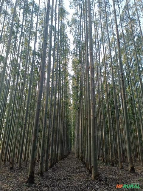 Imagem Vendo Floresta de Eucalipto Imagem Vendo Floresta de Eucalipto