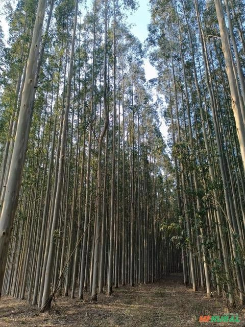Imagem Vendo Floresta de Eucalipto Imagem Vendo Floresta de Eucalipto