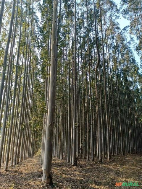 Imagem Vendo Floresta de Eucalipto Imagem Vendo Floresta de Eucalipto