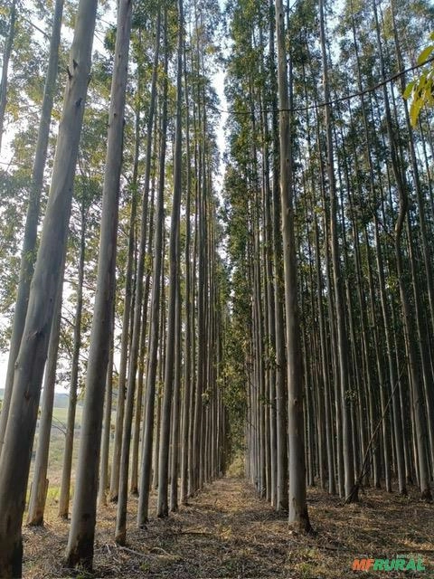 Imagem Vendo Floresta de Eucalipto Imagem Vendo Floresta de Eucalipto