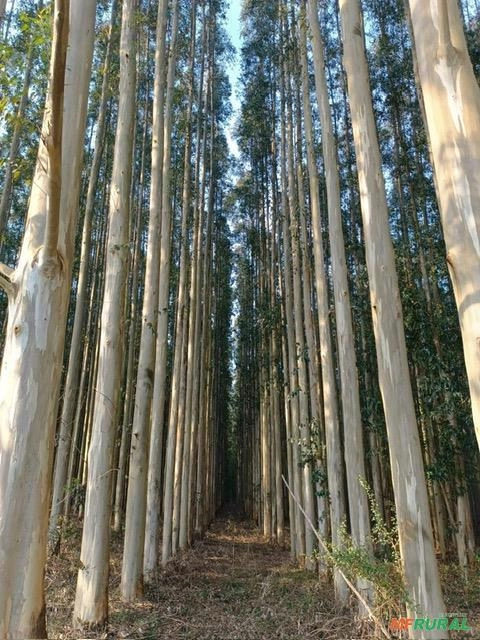 Imagem Vendo Floresta de Eucalipto Imagem Vendo Floresta de Eucalipto