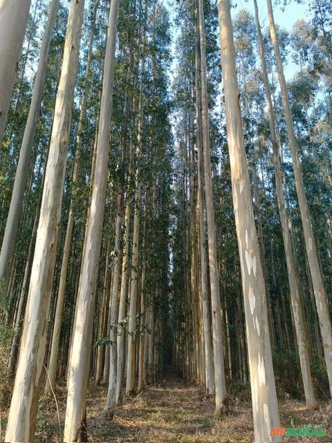 Imagem Vendo Floresta de Eucalipto Imagem Vendo Floresta de Eucalipto