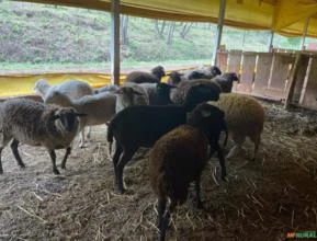 Ovelhas Santa Ines e Dorpe para corte e reprodução