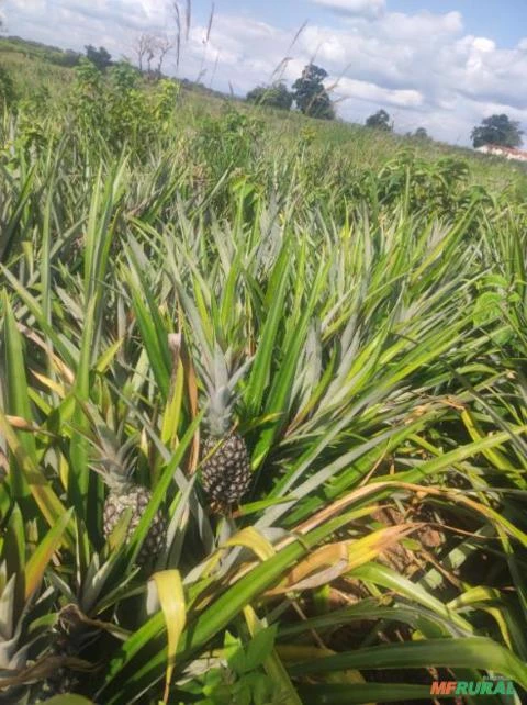 abacaxi Imagem abacaxi