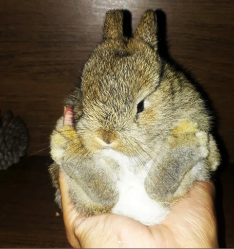 Coelho netherland dwarf - anão padrão show