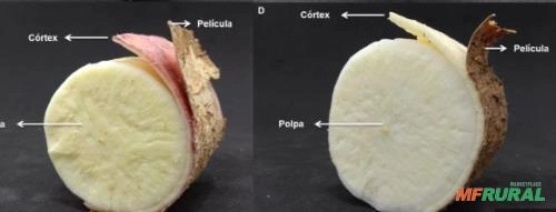 Mandioca Imagem Mandioca