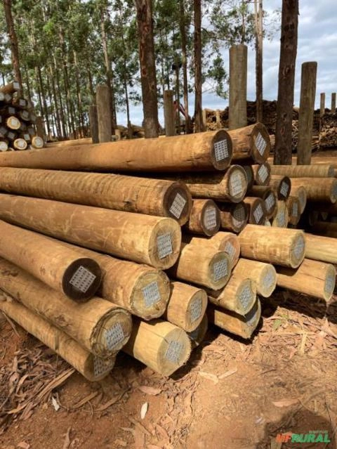 Imagem EUCALIPTO CLOEZIANA TRATADO Imagem EUCALIPTO CLOEZIANA TRATADO