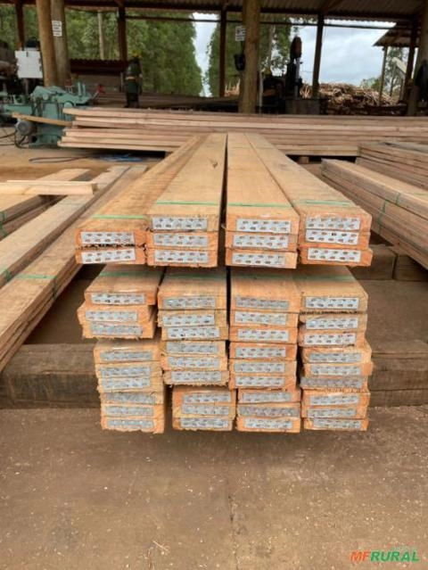 Imagem EUCALIPTO CLOEZIANA TRATADO Imagem EUCALIPTO CLOEZIANA TRATADO