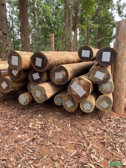 Imagem EUCALIPTO CLOEZIANA TRATADO Imagem EUCALIPTO CLOEZIANA TRATADO