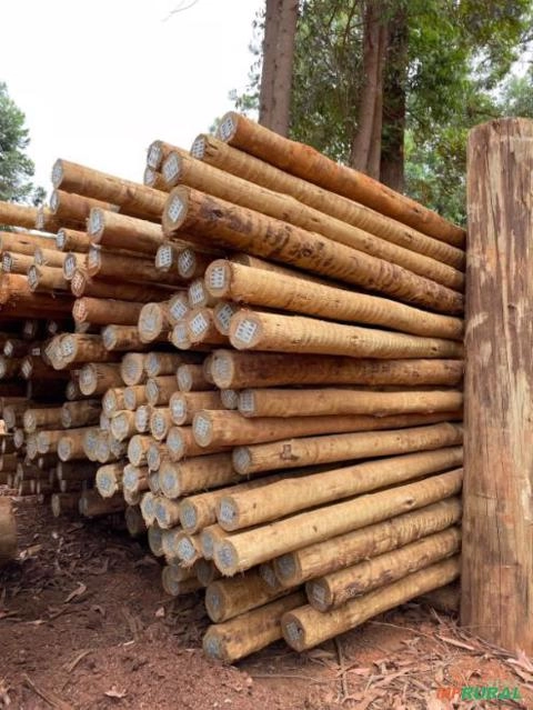 Imagem EUCALIPTO CLOEZIANA TRATADO Imagem EUCALIPTO CLOEZIANA TRATADO