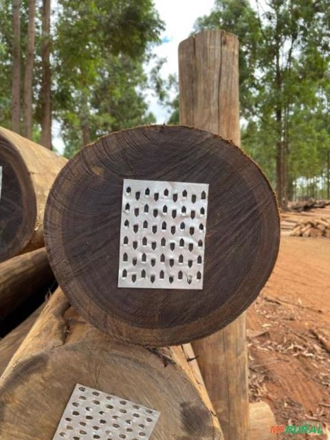 Imagem EUCALIPTO CLOEZIANA TRATADO Imagem EUCALIPTO CLOEZIANA TRATADO