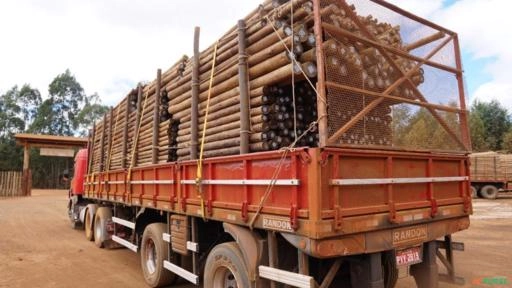 Imagem EUCALIPTO CLOEZIANA TRATADO Imagem EUCALIPTO CLOEZIANA TRATADO