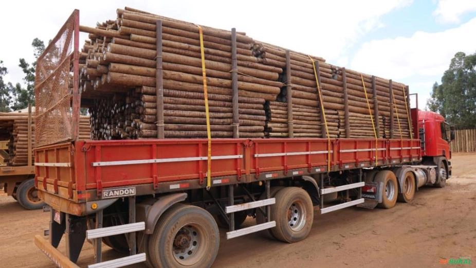 EUCALIPTO CLOEZIANA TRATADO Imagem EUCALIPTO CLOEZIANA TRATADO