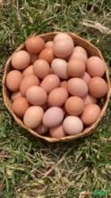 Ovos caipira à venda