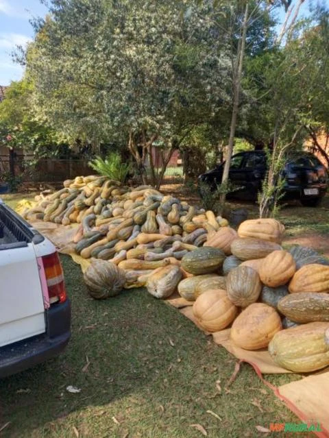 Abobora Imagem Abobora