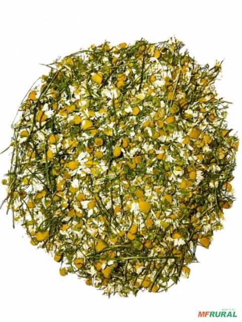 Camomila e ervas medicinais e temperos Imagem Camomila e ervas medicinais e temperos