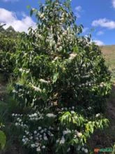 Fazenda Ilicínea MG