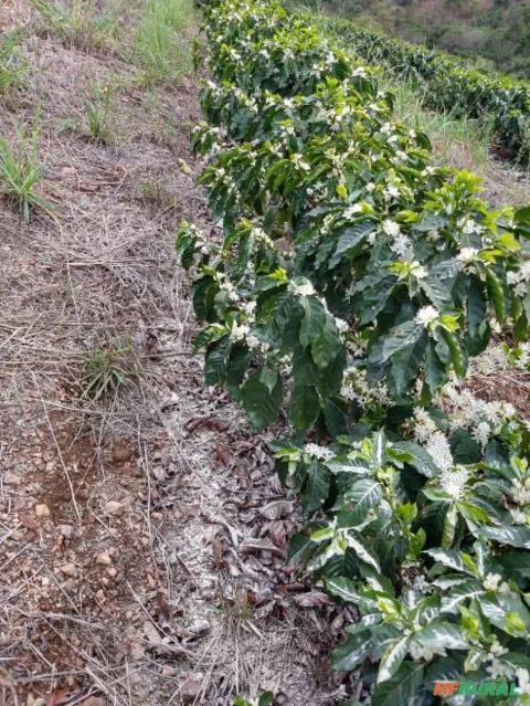 Fazenda Ilicínea MG